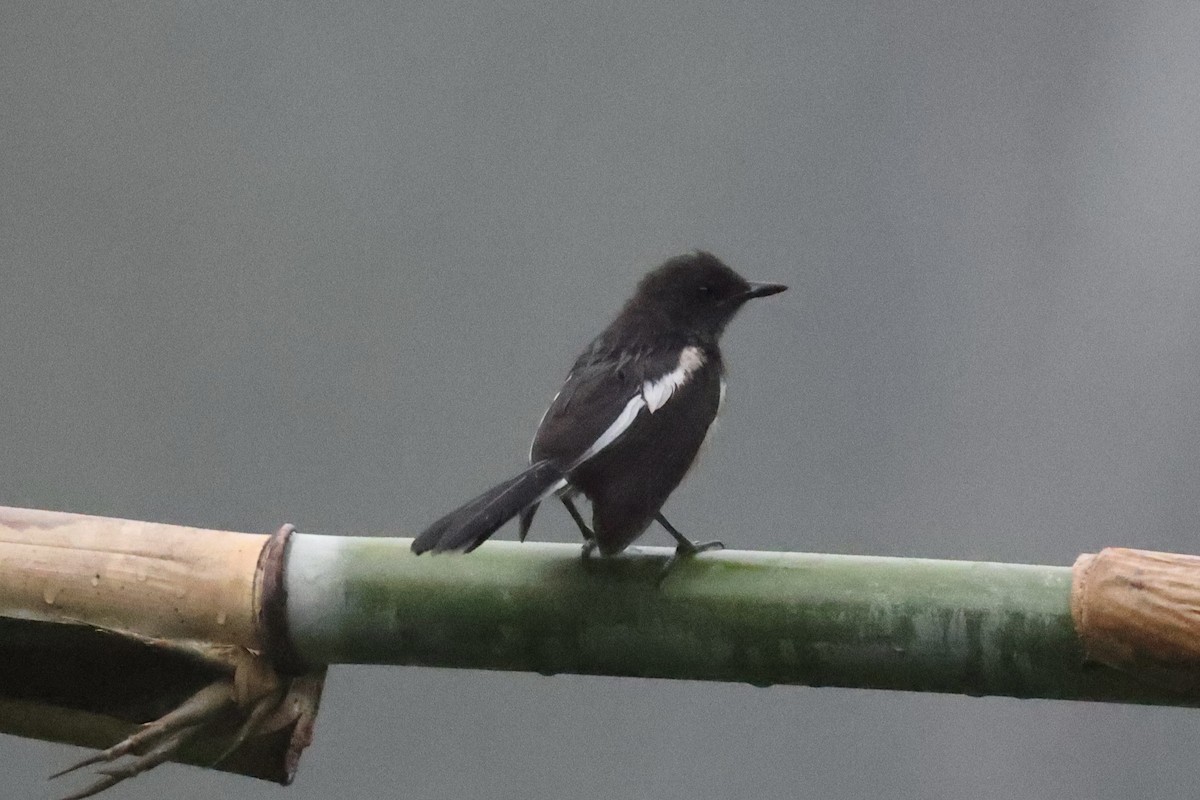 Oriental Magpie-Robin - ML620736585