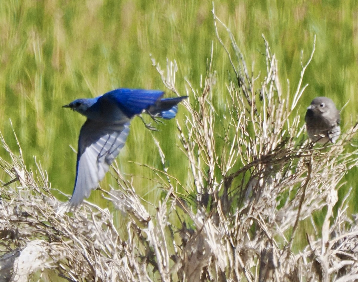 Mountain Bluebird - ML620736589