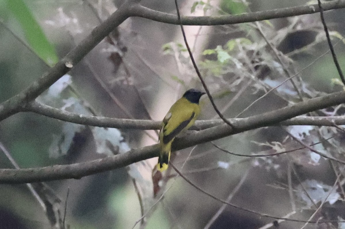 Black-headed Bulbul - ML620736590