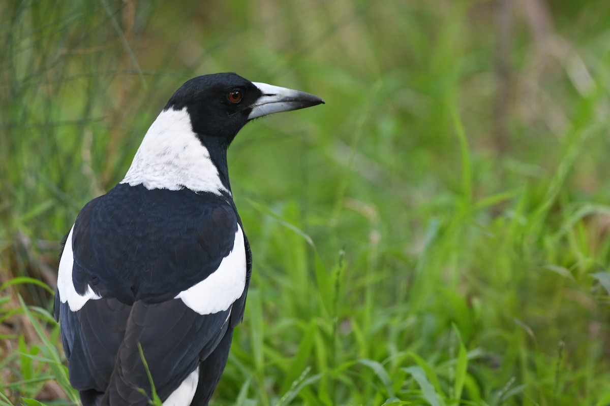 Australian Magpie - ML620736592