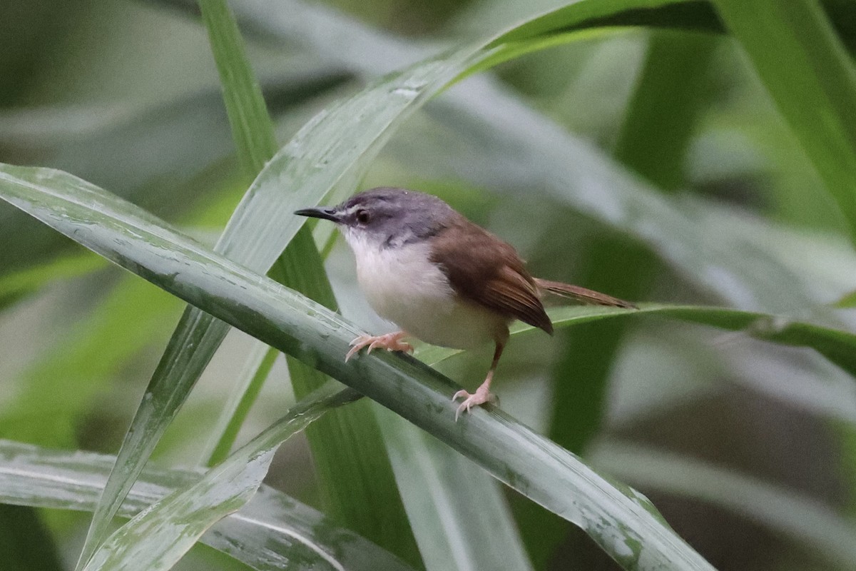 Rufescent Prinia - ML620736595