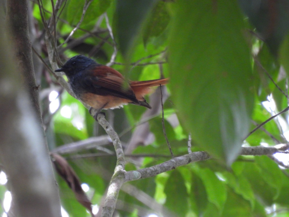 Blue-headed Fantail - ML620736597