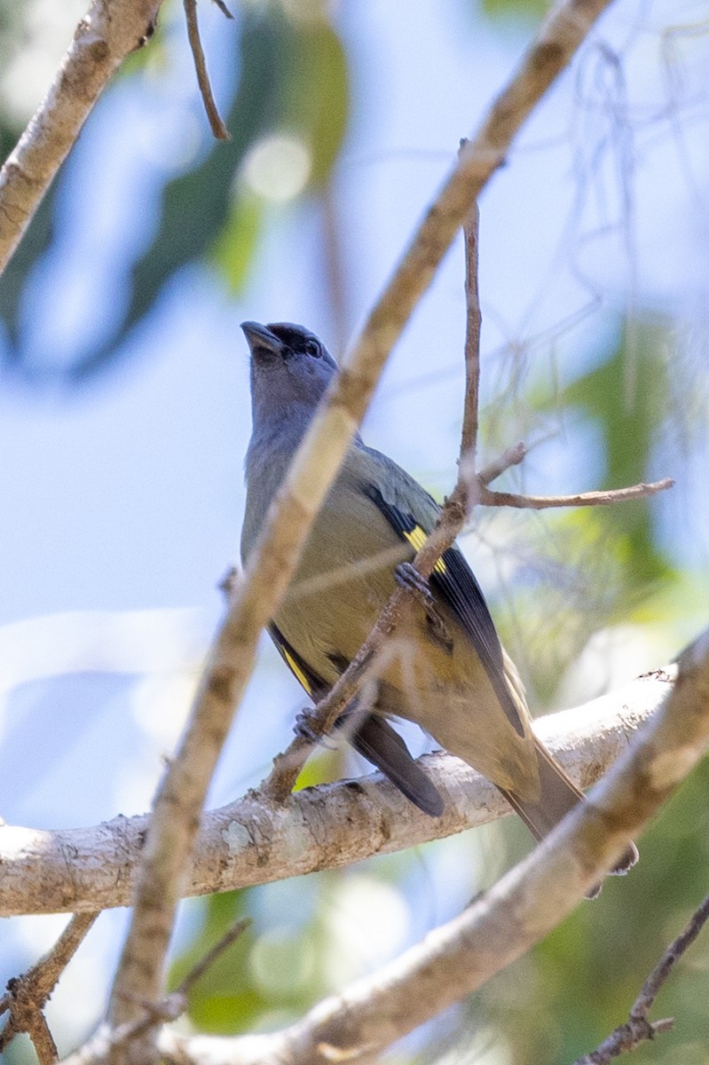 Yellow-winged Tanager - ML620736598