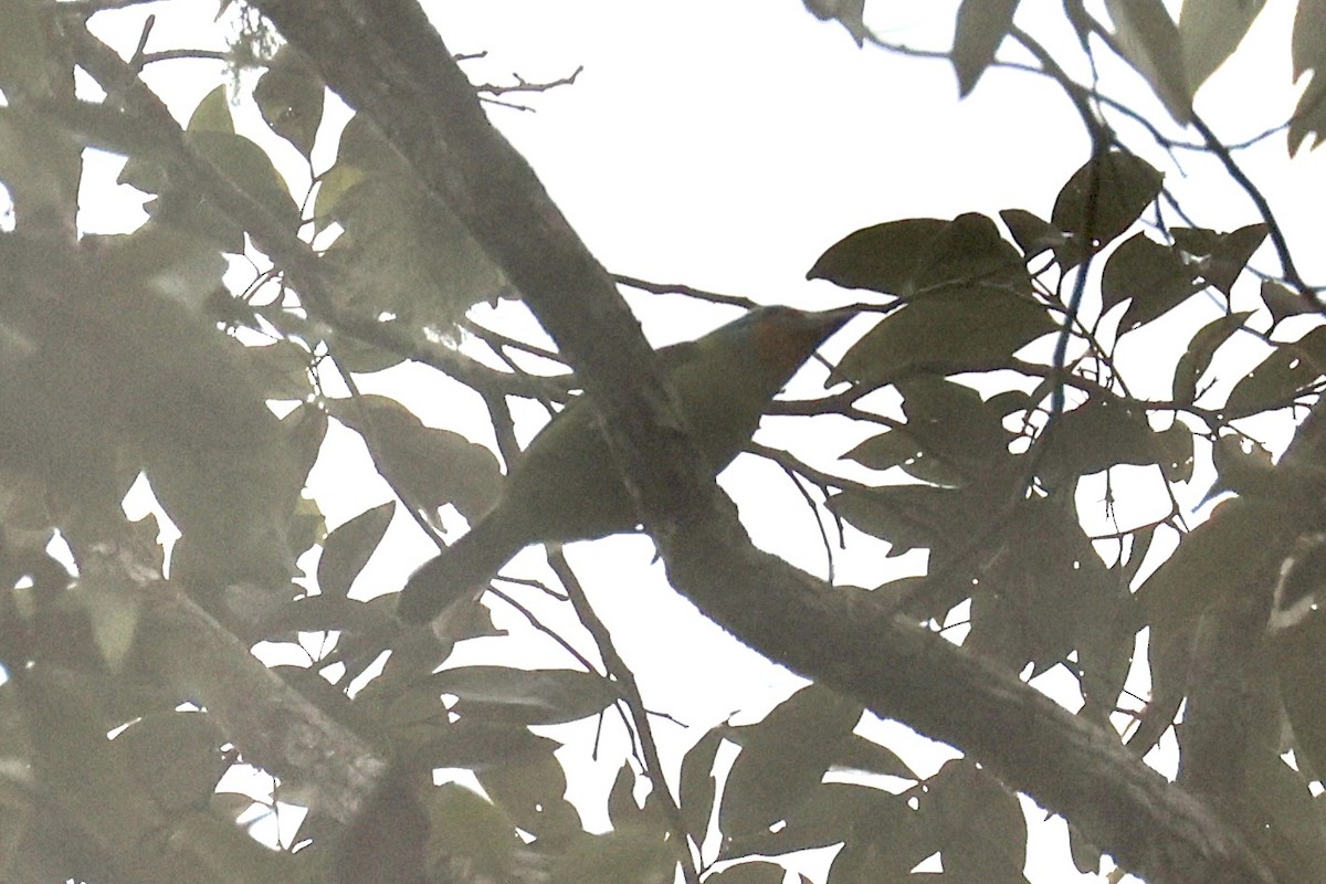 Black-browed Barbet - ML620736602