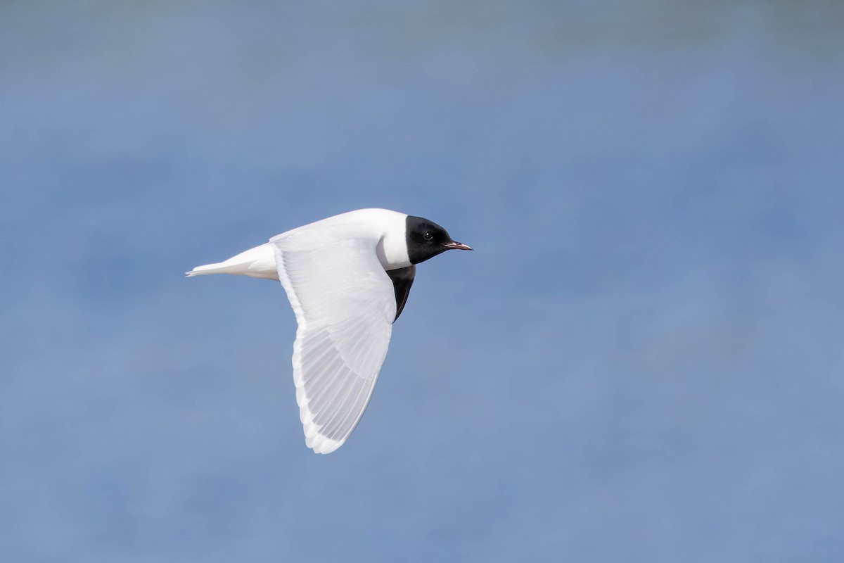 Little Gull - ML620736604