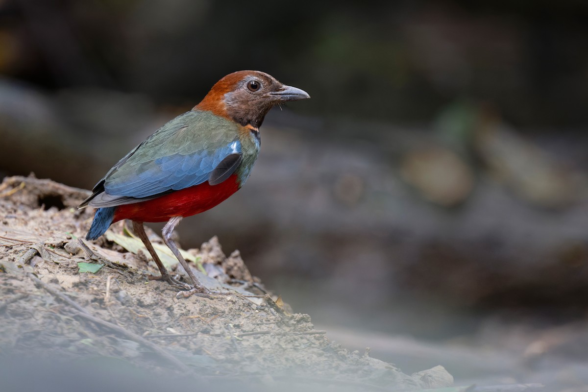 Papua-Blaubrustpitta - ML620736614