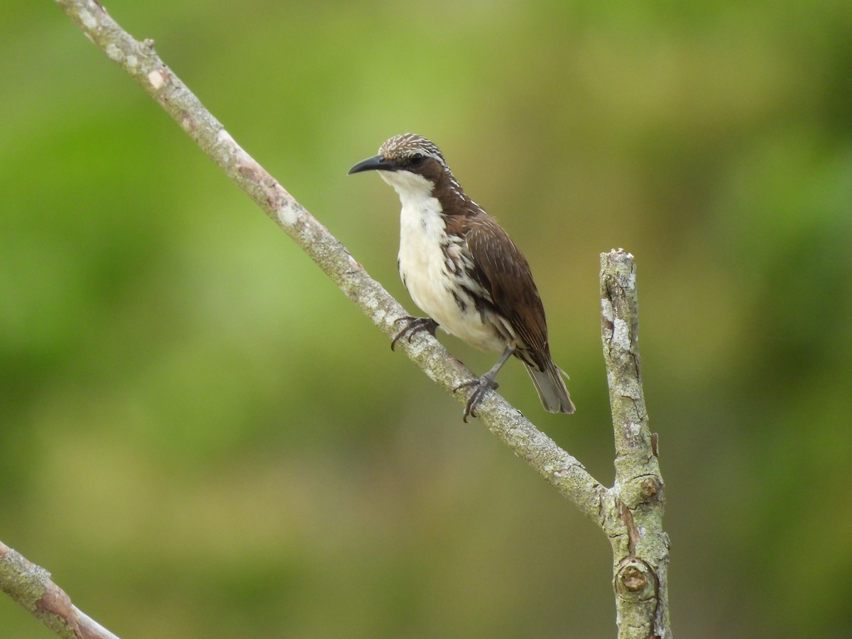 Stripe-sided Rhabdornis - Jorge De Ramos