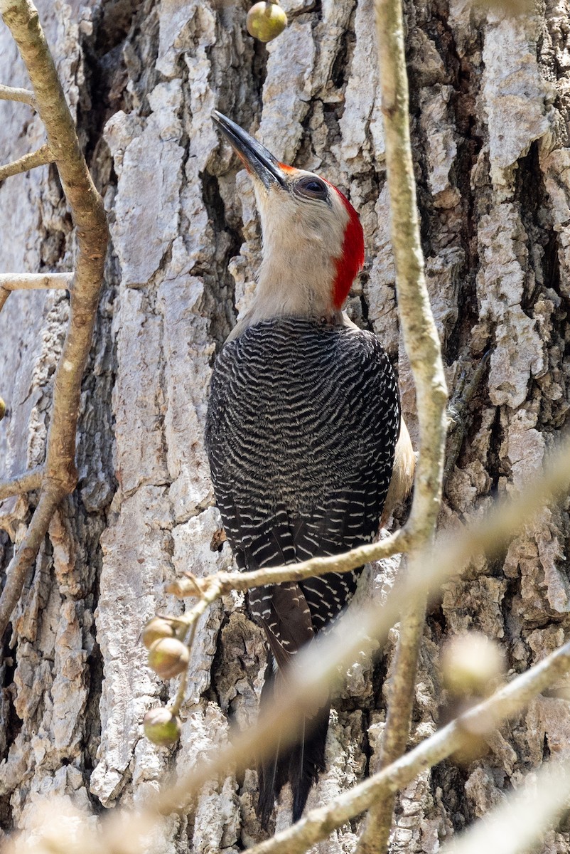 Golden-fronted Woodpecker (Velasquez's) - ML620736617