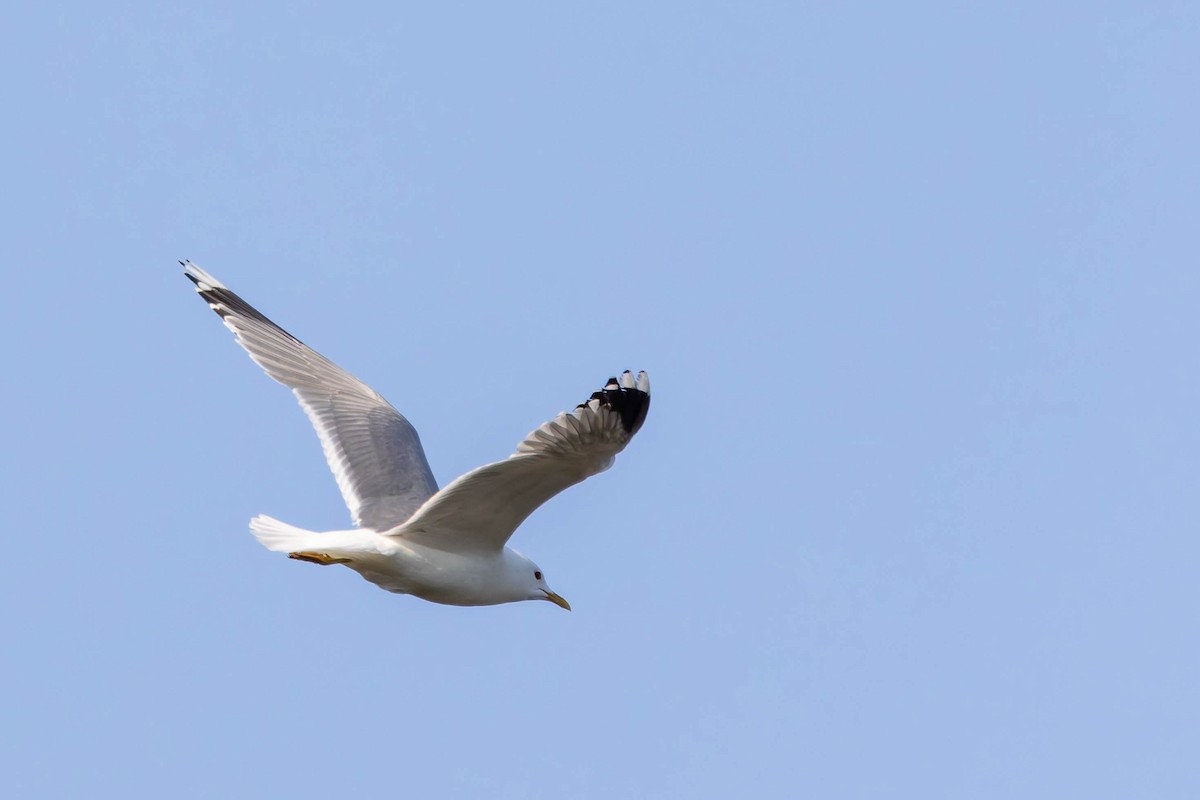 Common Gull - ML620736618