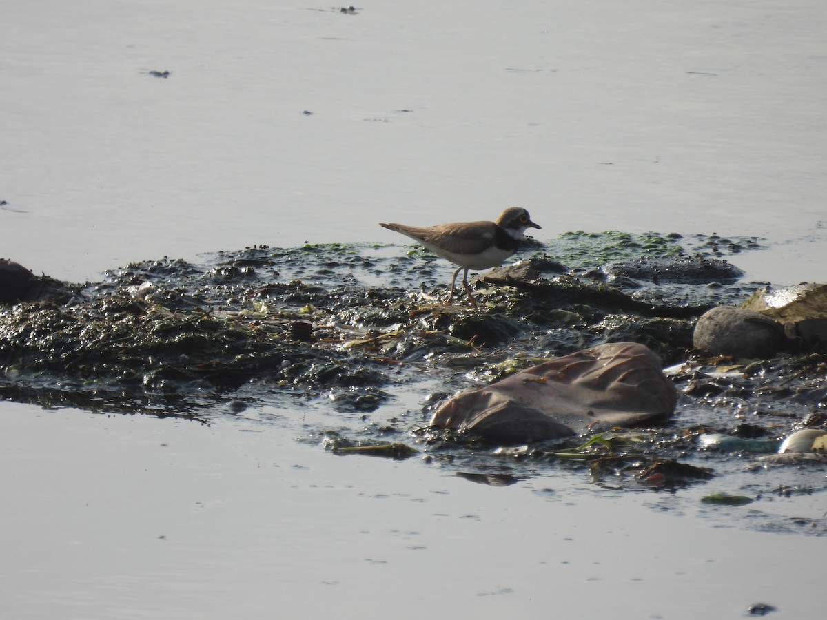 Little Ringed Plover - ML620736620