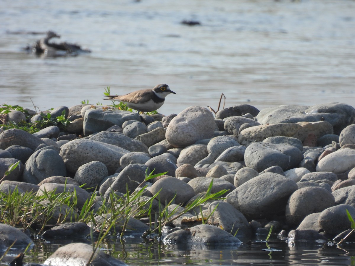 Little Ringed Plover - ML620736622