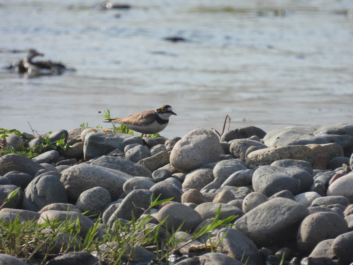 Little Ringed Plover - ML620736624