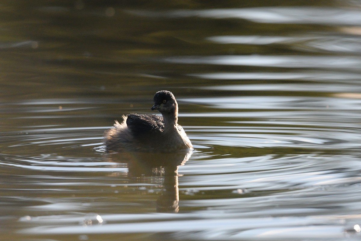 Australasian Grebe - ML620736628