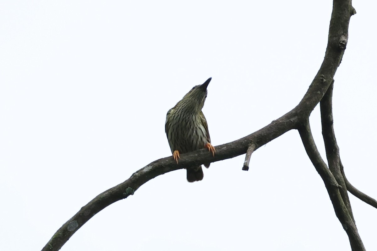 Streaked Spiderhunter - ML620736631