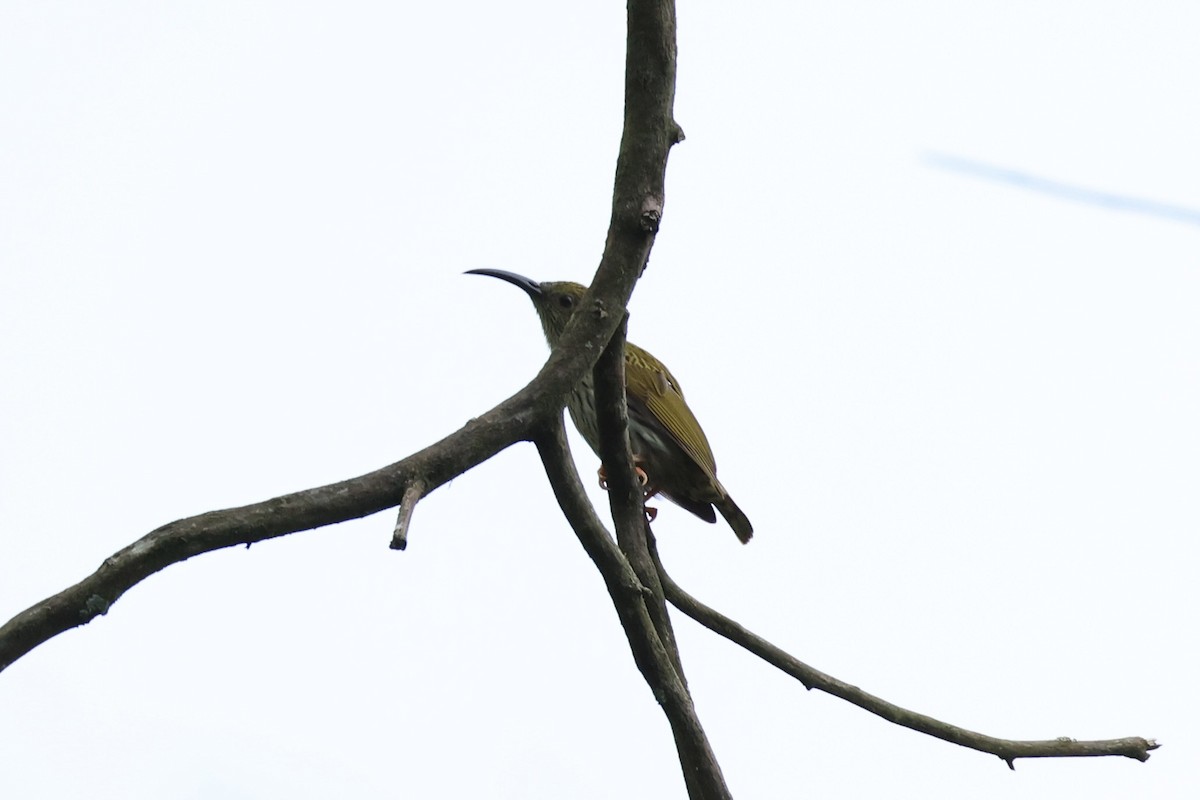 Streaked Spiderhunter - ML620736632