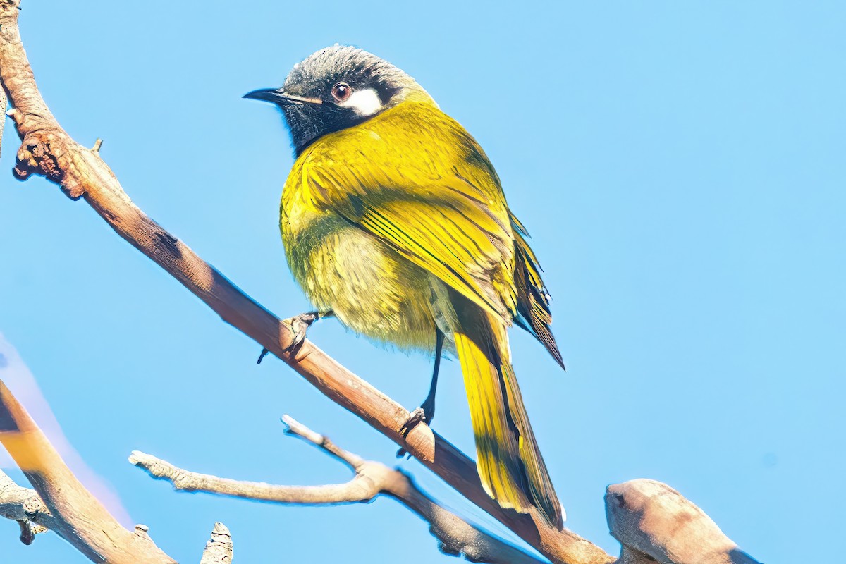 White-eared Honeyeater - ML620736635