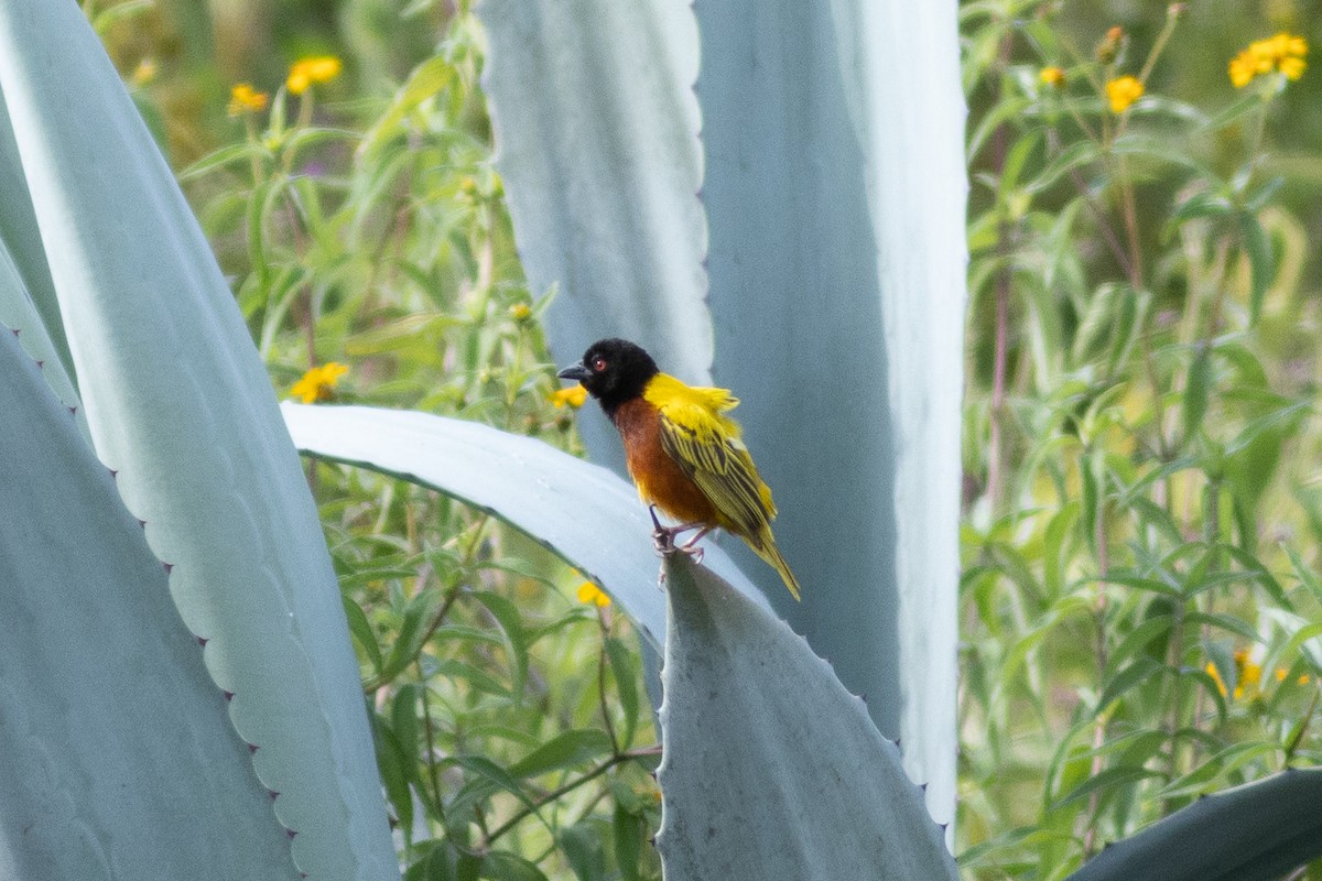 Golden-backed Weaver - ML620736636