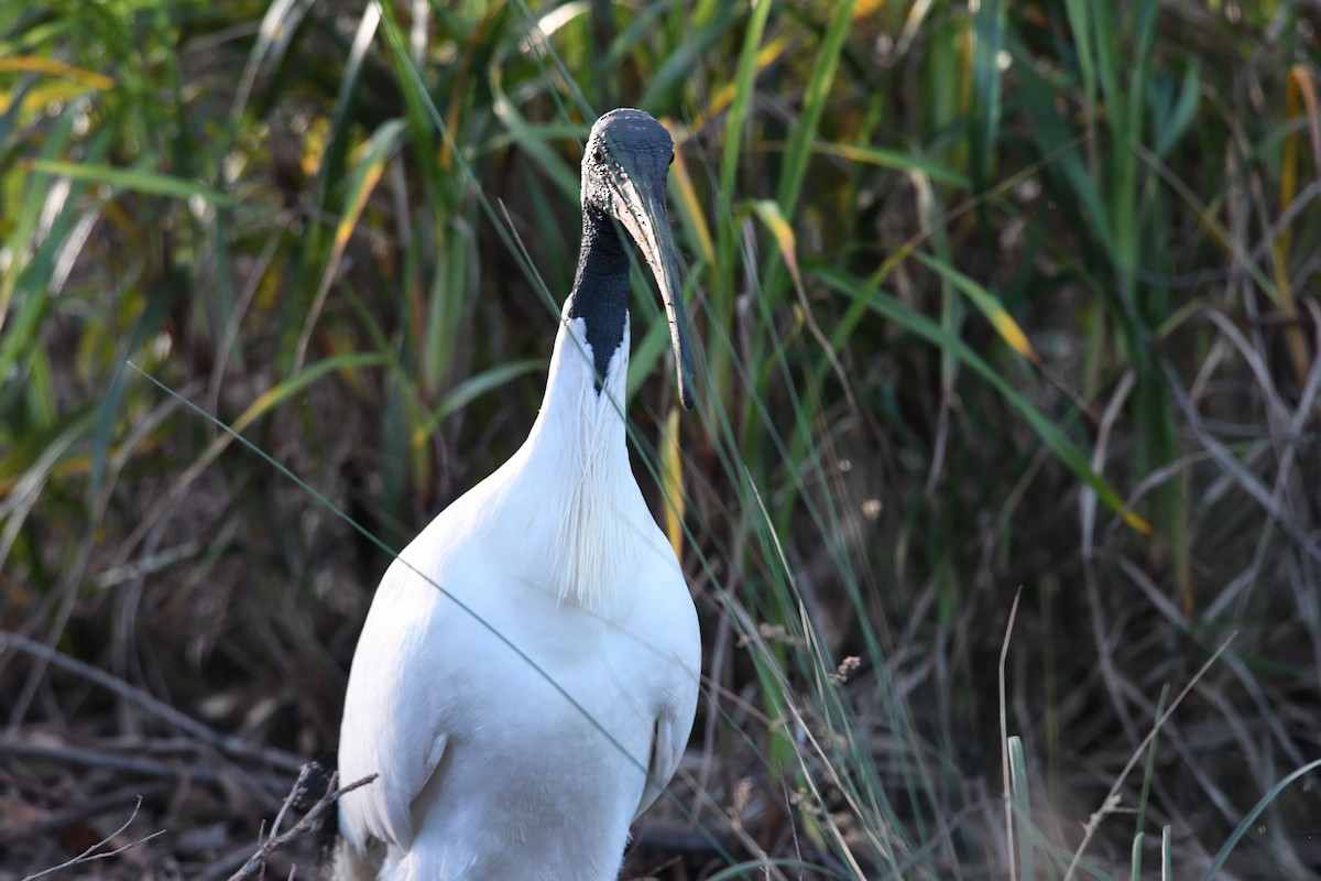 Australian Ibis - ML620736639