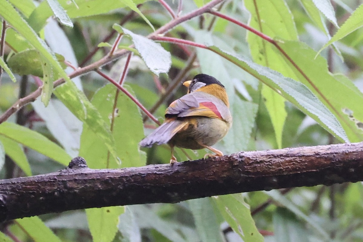 Silver-eared Mesia - ML620736640