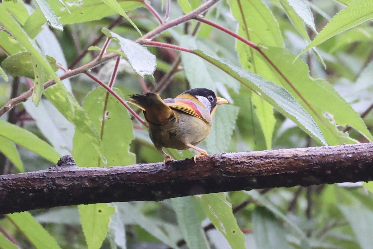 Silver-eared Mesia - ML620736641