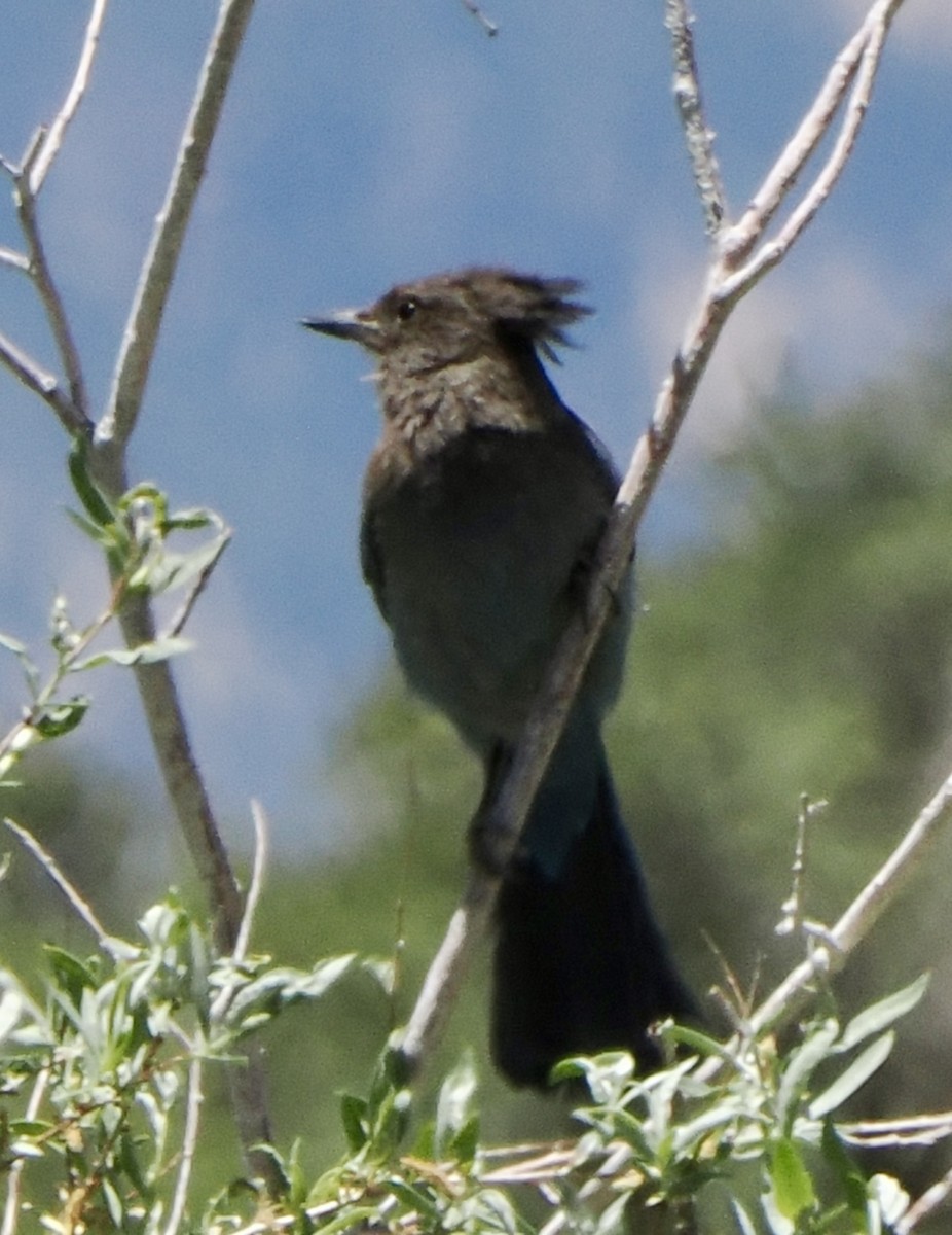 Steller's Jay - ML620736642