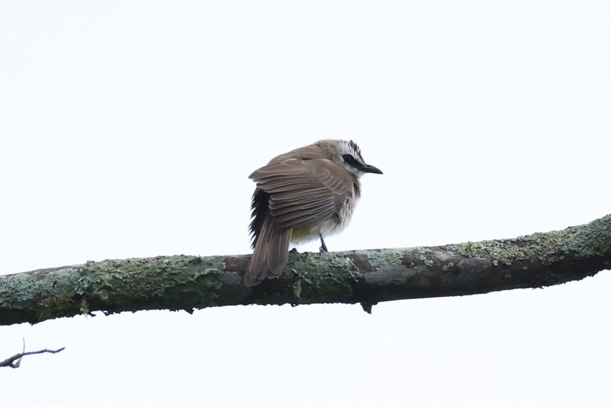 Yellow-vented Bulbul - ML620736644