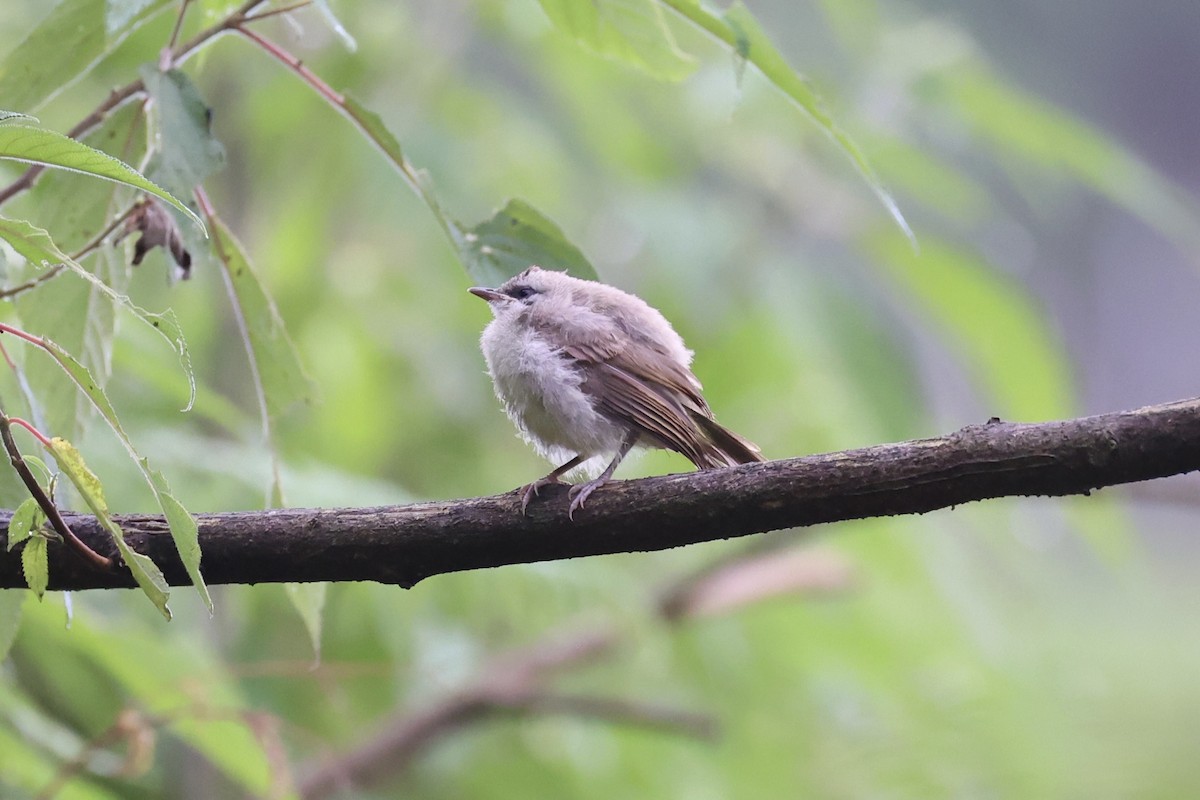 Yellow-vented Bulbul - ML620736646