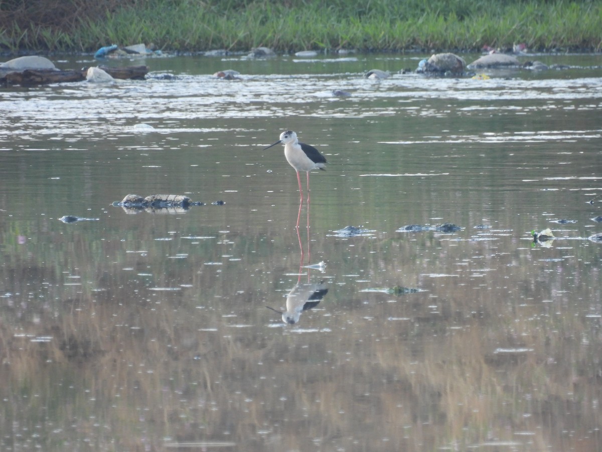 Black-winged Stilt - ML620736650