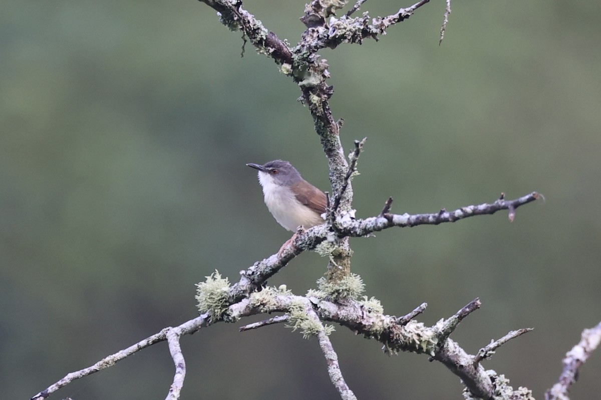 Rufescent Prinia - ML620736655