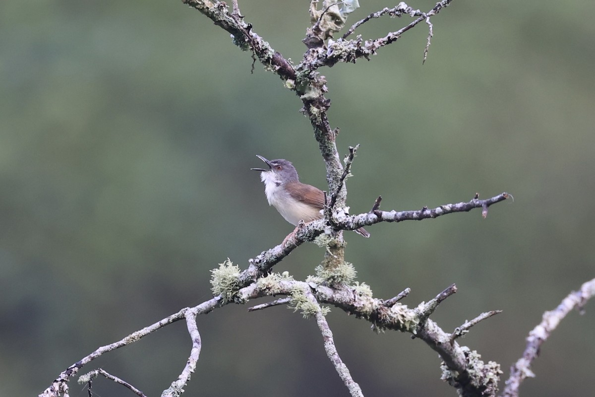 Rufescent Prinia - ML620736656