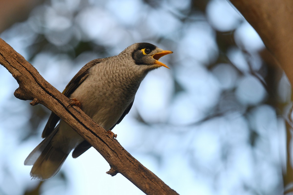 Noisy Miner - ML620736657