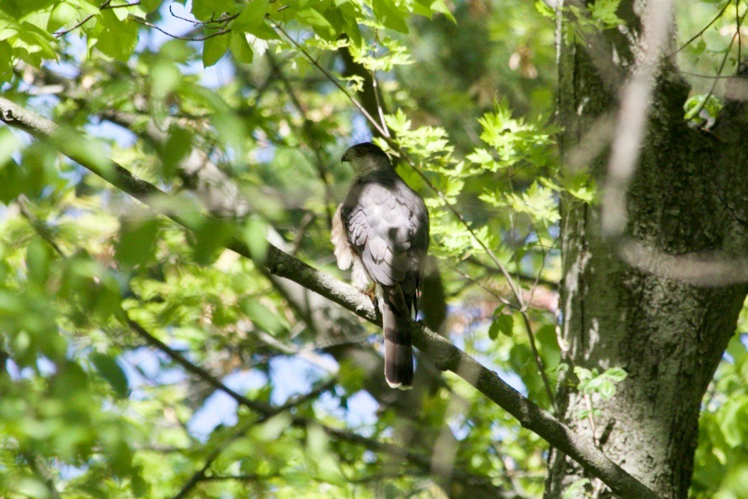 Cooper's Hawk - ML620736658