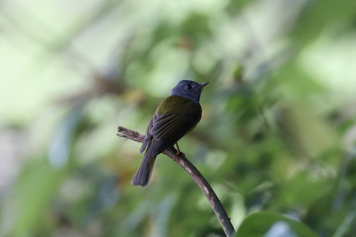 Gray-headed Canary-Flycatcher - ML620736659