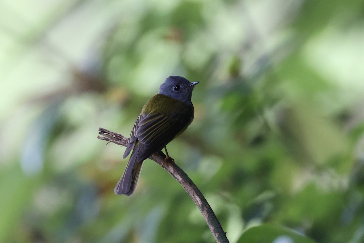 Gray-headed Canary-Flycatcher - ML620736660