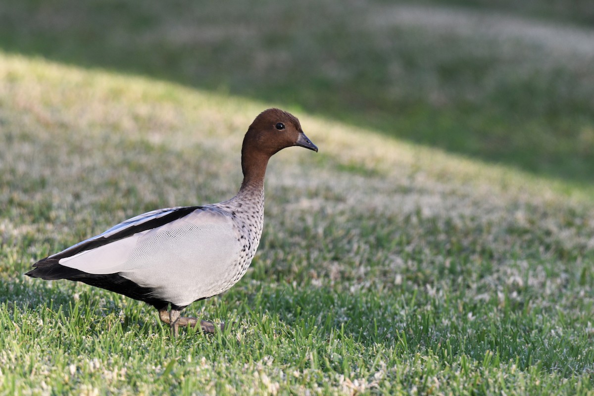 Maned Duck - ML620736665