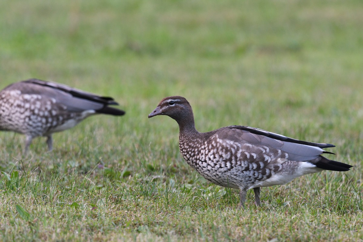 Maned Duck - ML620736667