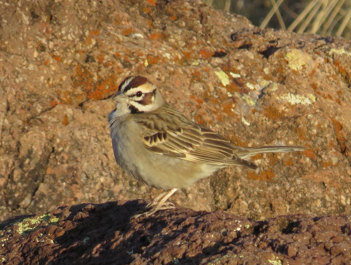 Lark Sparrow - ML620736668