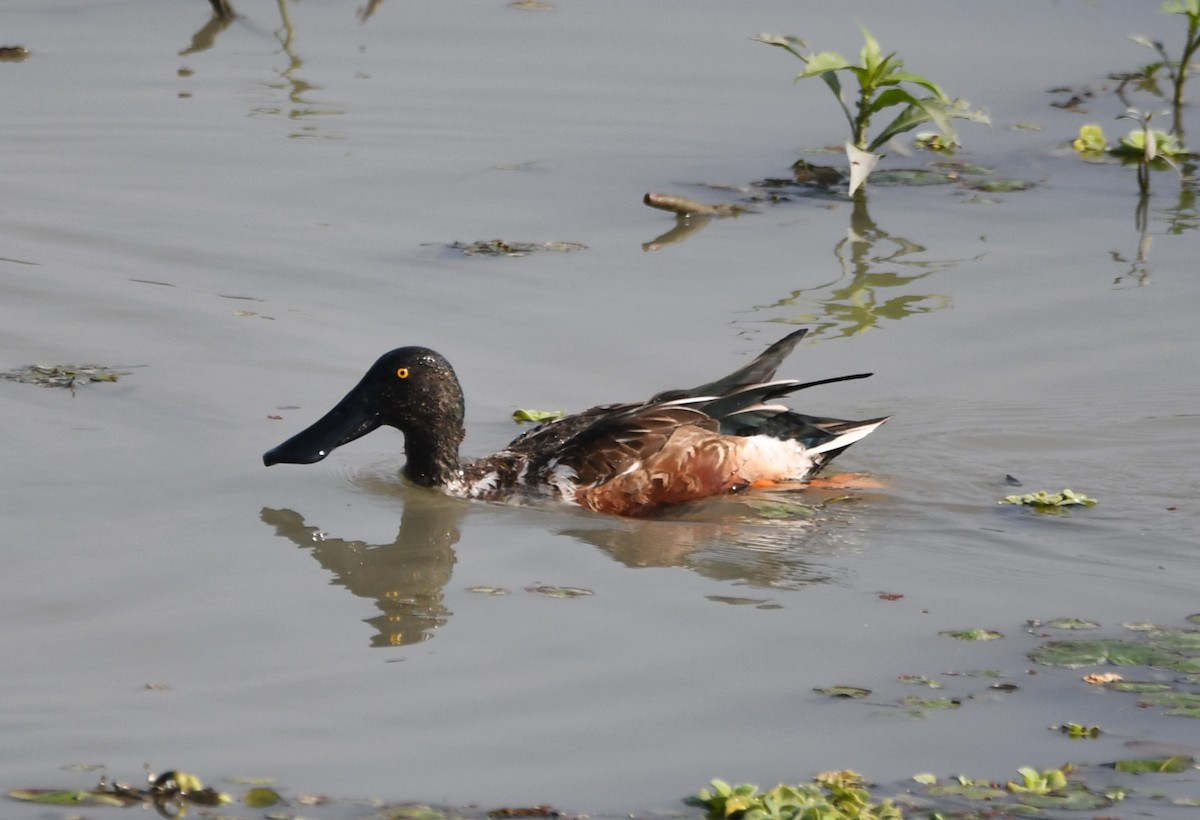 Northern Shoveler - ML620736671