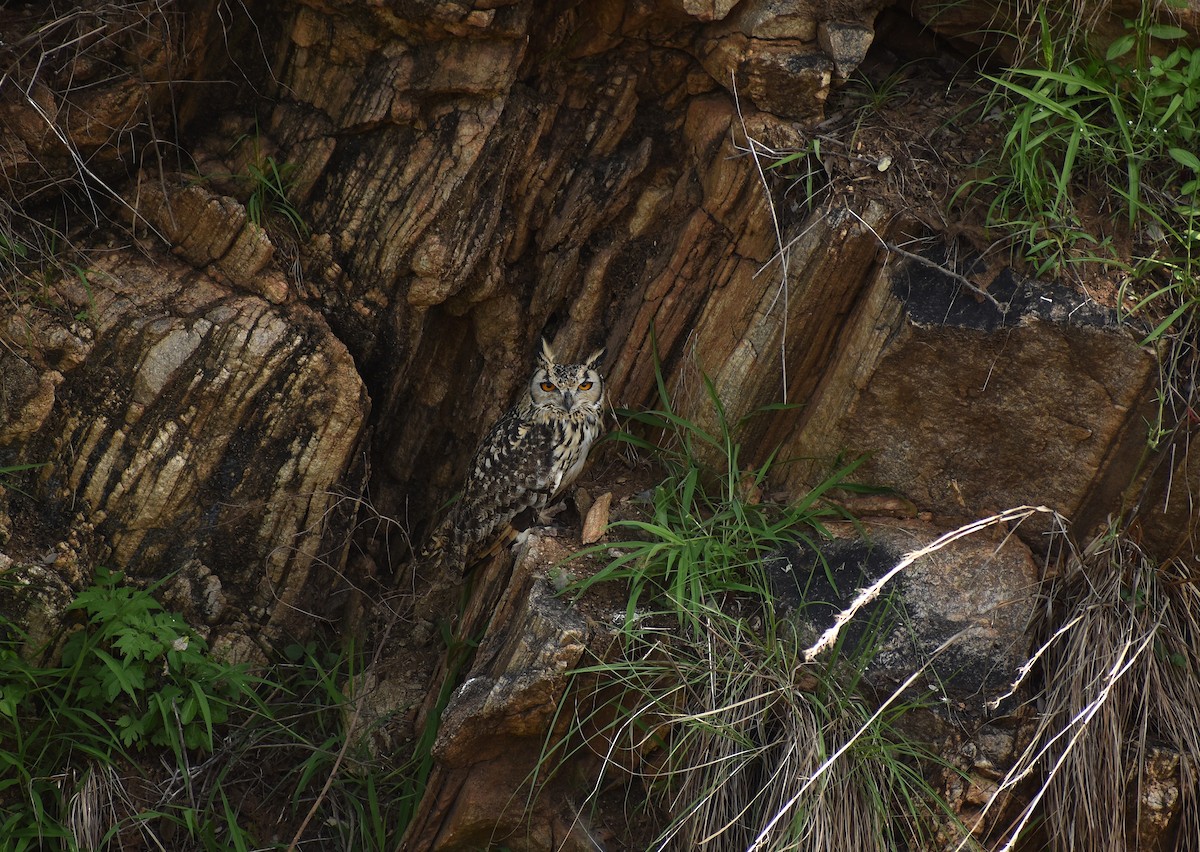 Rock Eagle-Owl - ML620736673