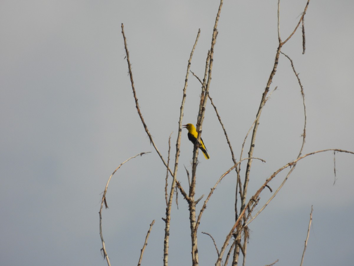 Indian Golden Oriole - ML620736674