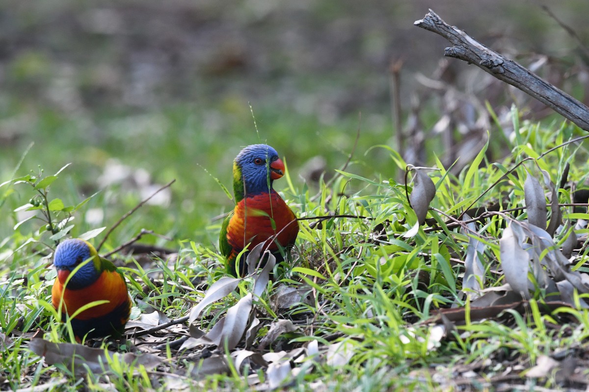 Rainbow Lorikeet - Nathan  Ruser