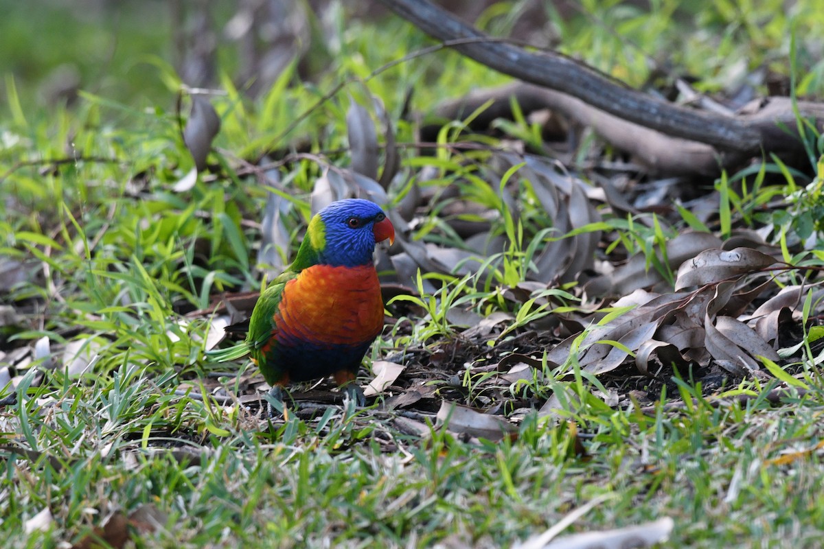 Rainbow Lorikeet - Nathan  Ruser