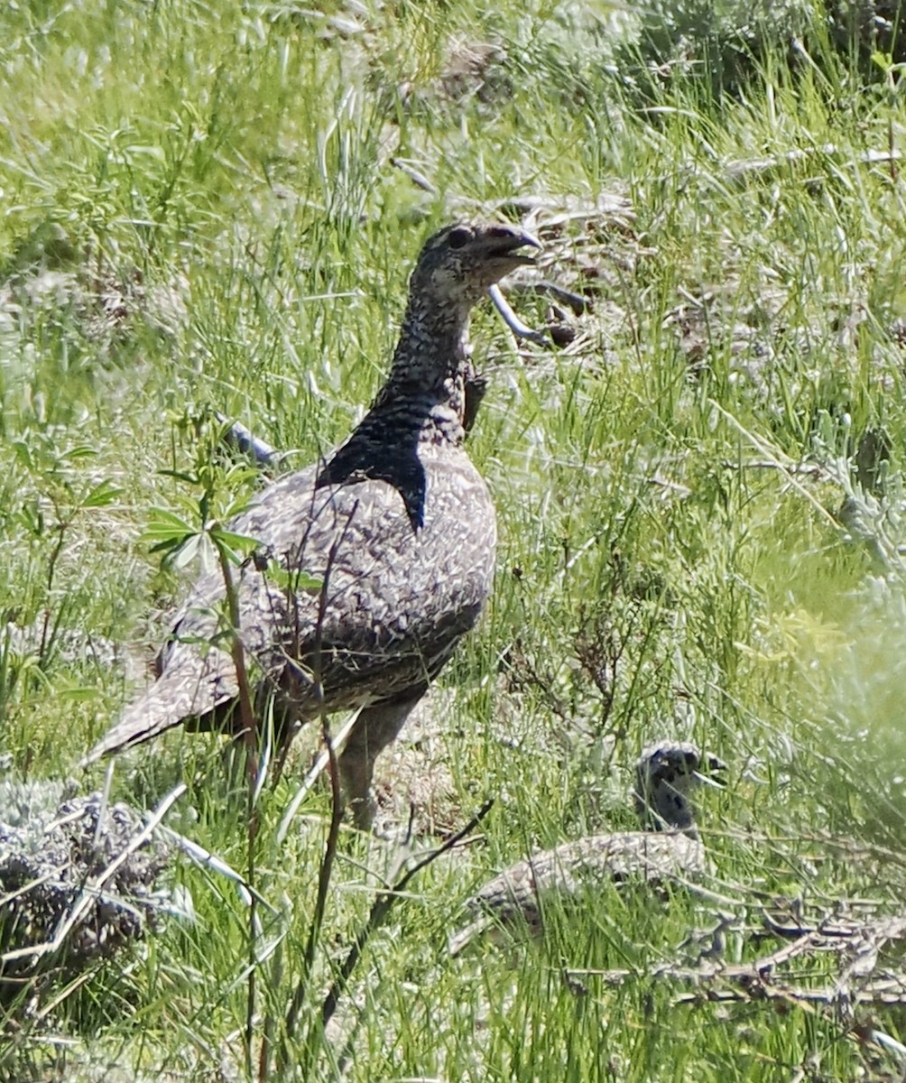 Greater Sage-Grouse - ML620736678