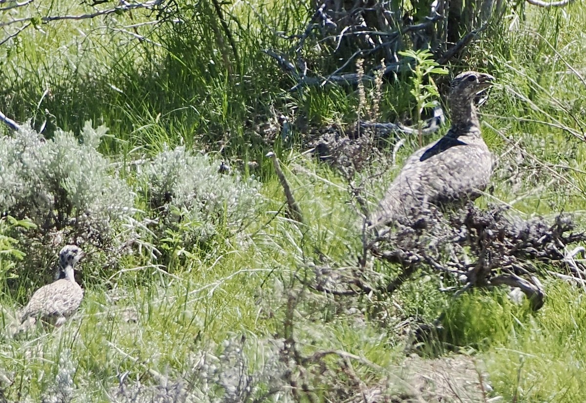 Greater Sage-Grouse - ML620736679