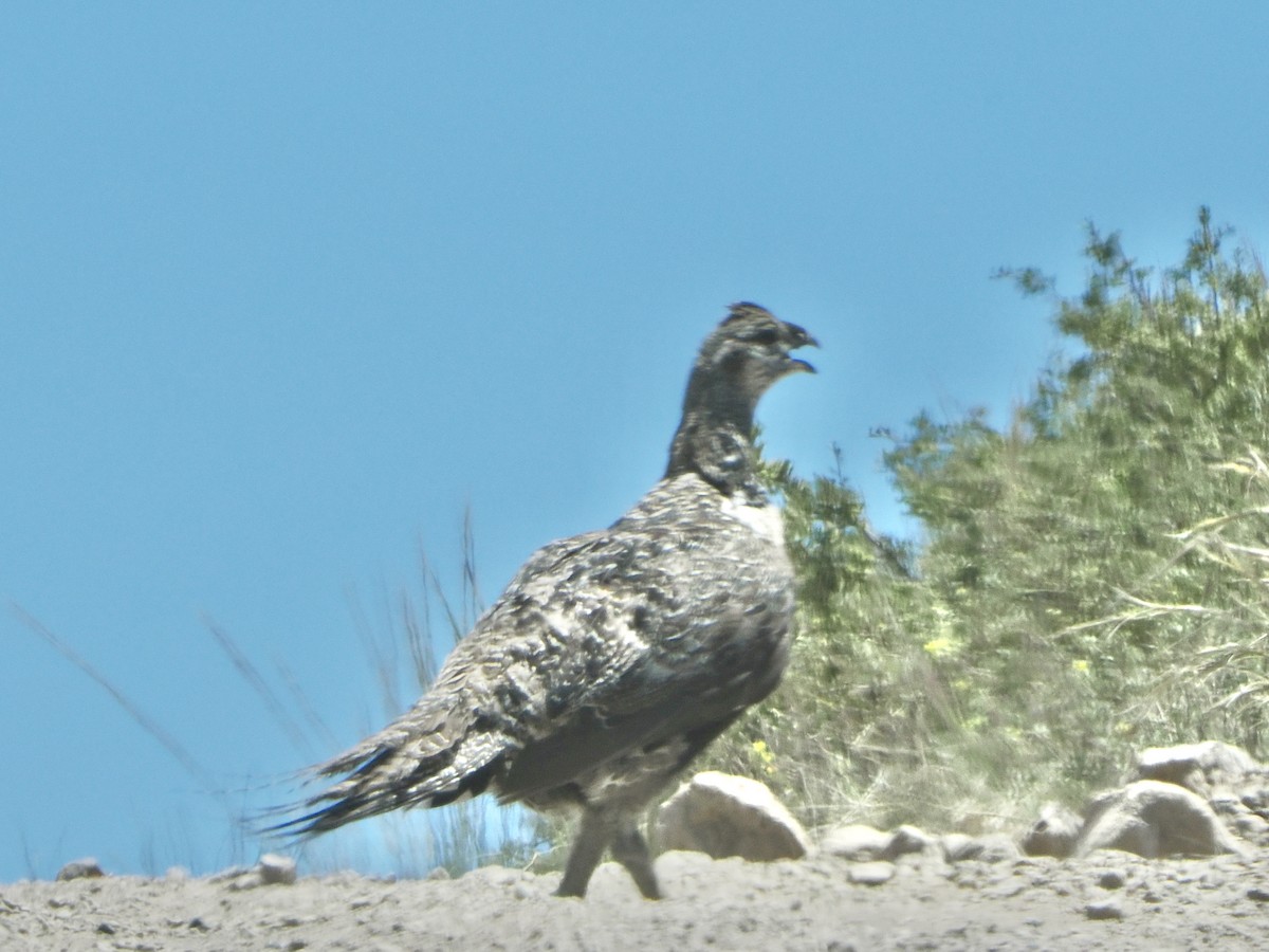 Greater Sage-Grouse - ML620736680