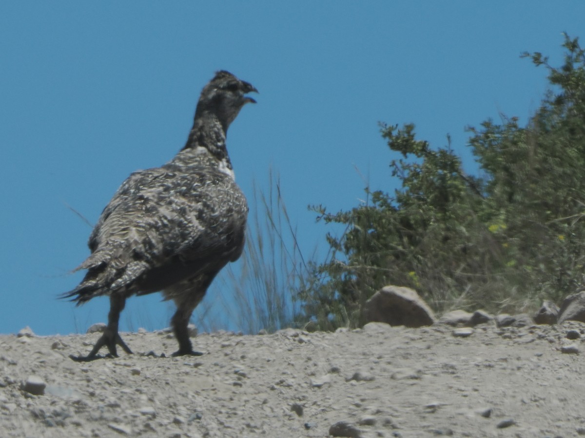 Greater Sage-Grouse - ML620736681