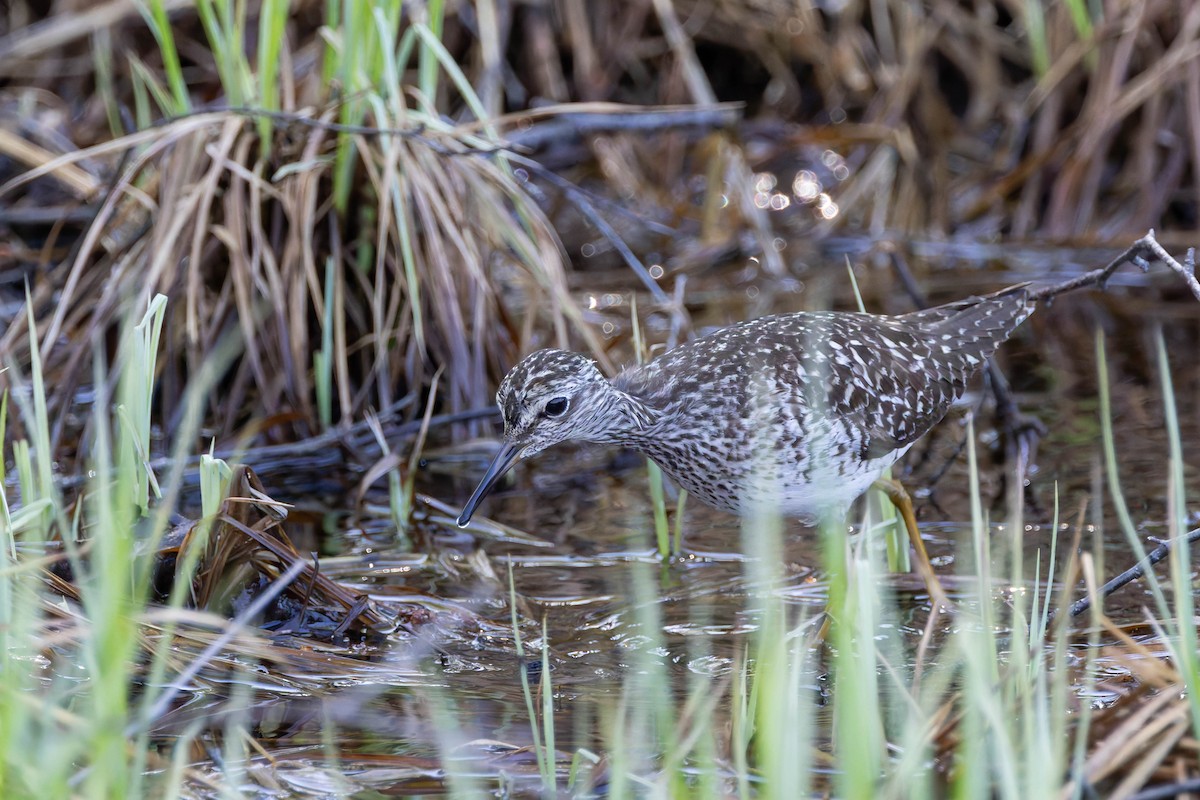 Wood Sandpiper - ML620736683