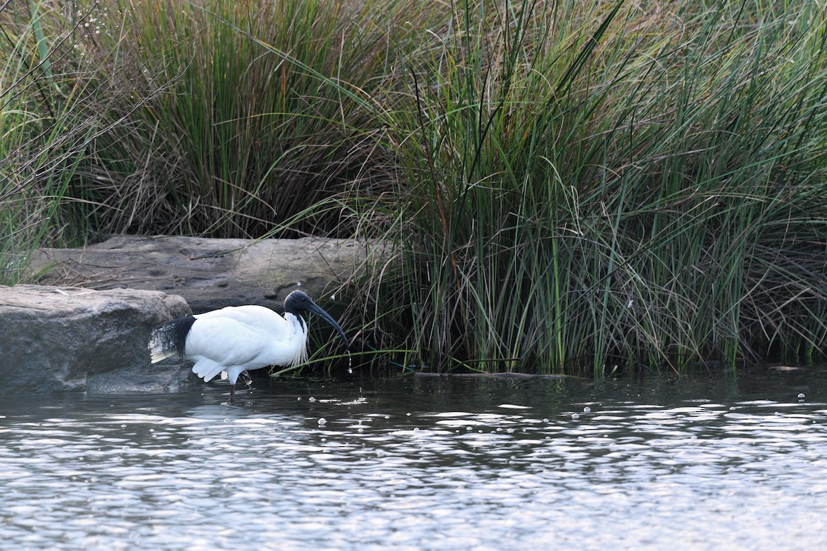 Australian Ibis - ML620736686