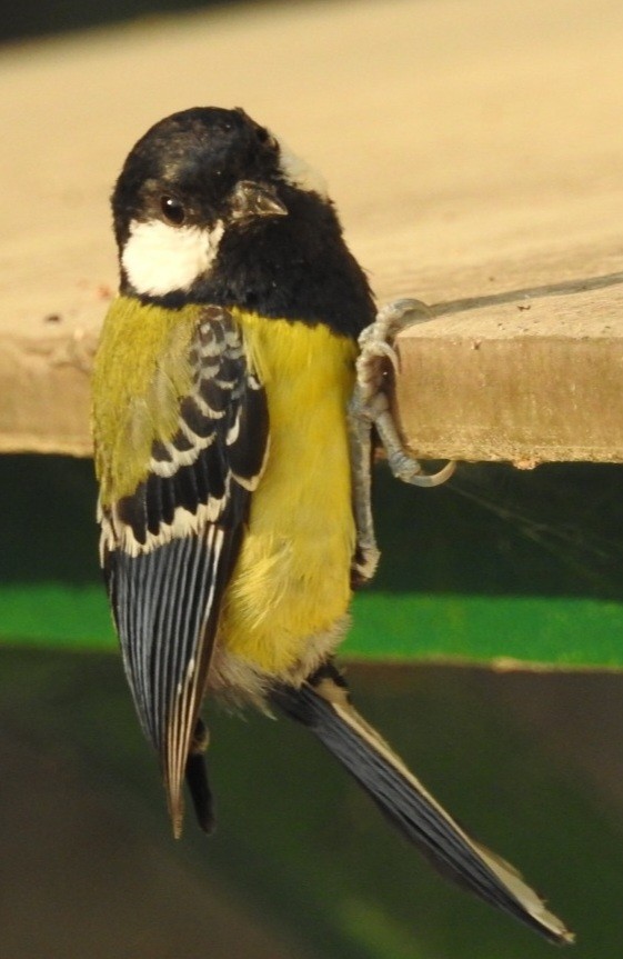 Green-backed Tit - ML620736692