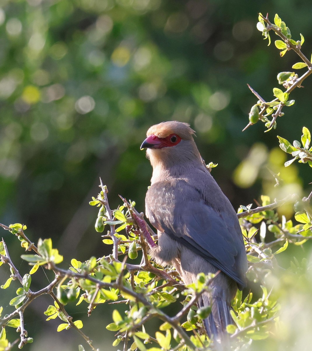 Pájaro Ratón Carirrojo - ML620736697